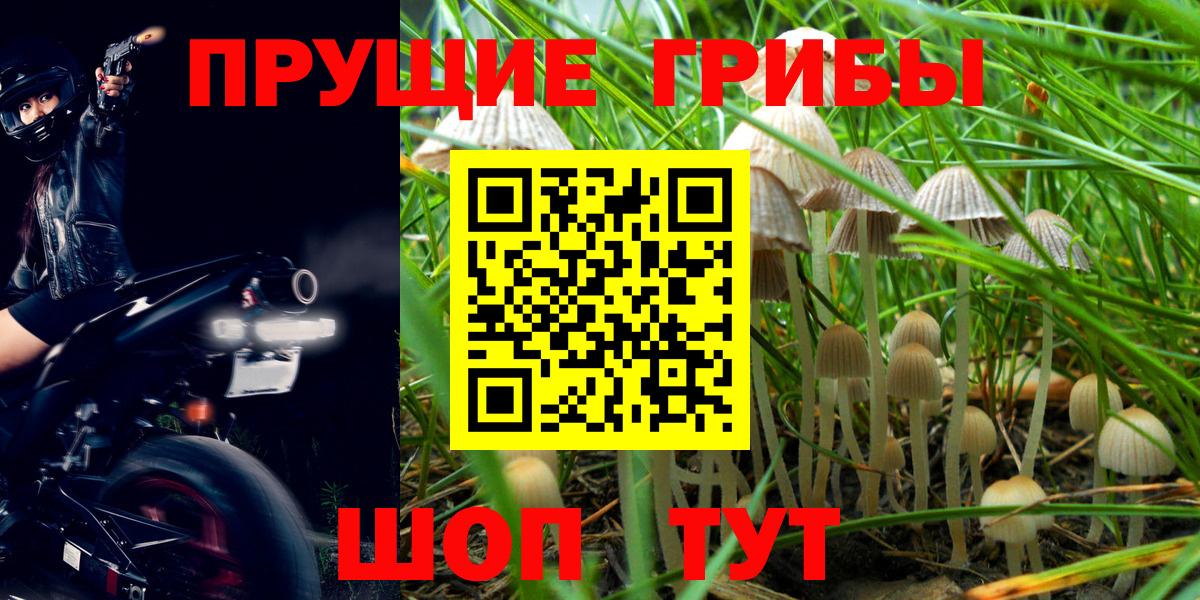 Псилоцибиновые грибы Cubensis  Вход с VPN  Псилоцибиновые грибы Psilocybe  Амурск 